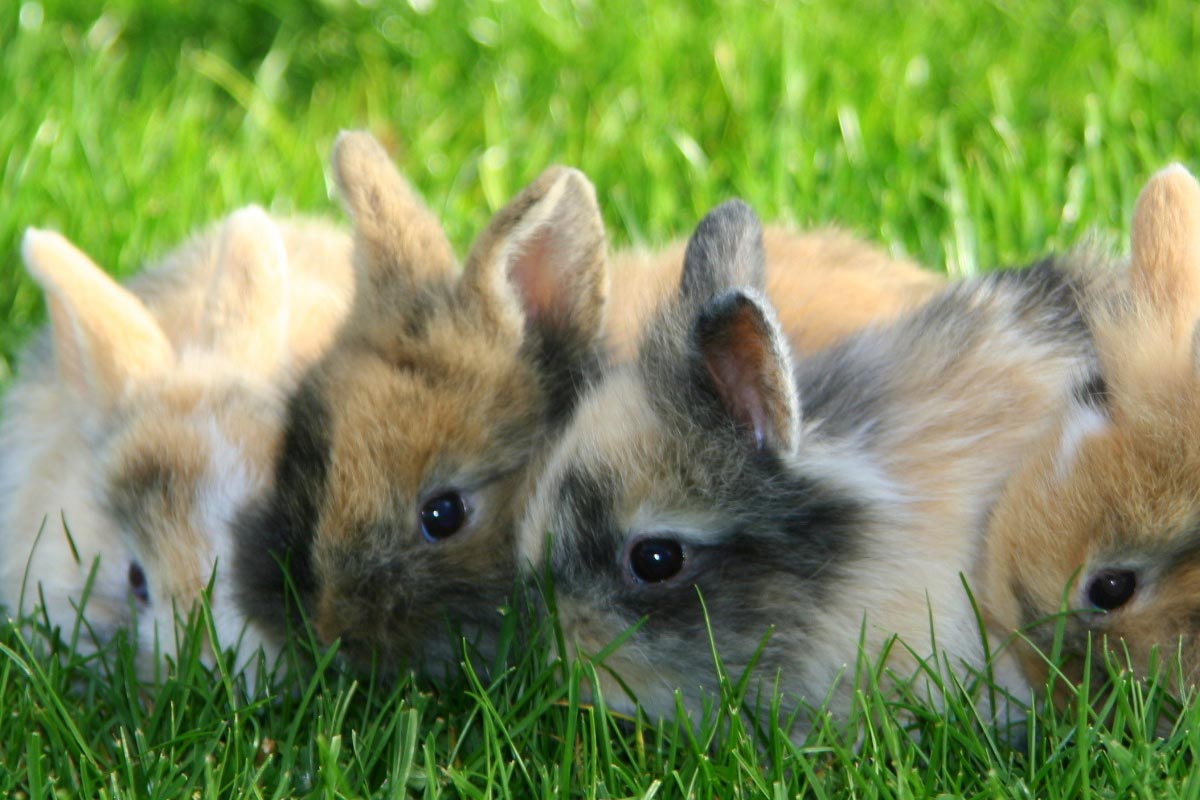 Vier junge Kaninchen