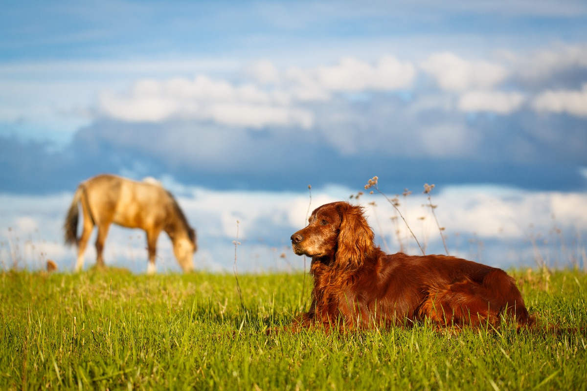 Großer Hund auf einer Wiese und Pferd im Hintergrund